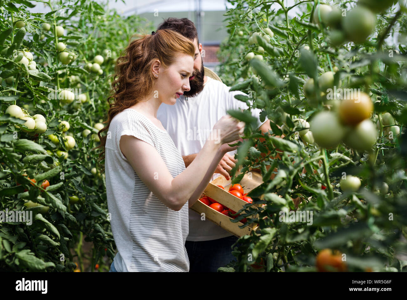 Young happy couple farming vegetables in greenhouse Stock Photo - Alamy