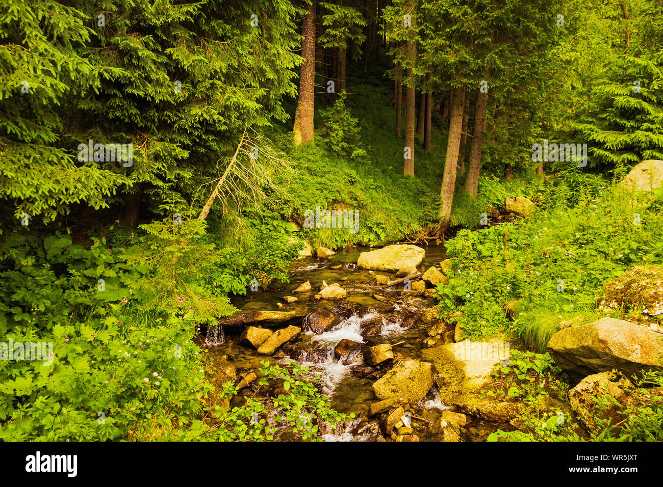 The source of the Prut River in the Carpathian Mountains. Tourist route to Mount Hoverla. Beautiful summer landscape Stock Photo