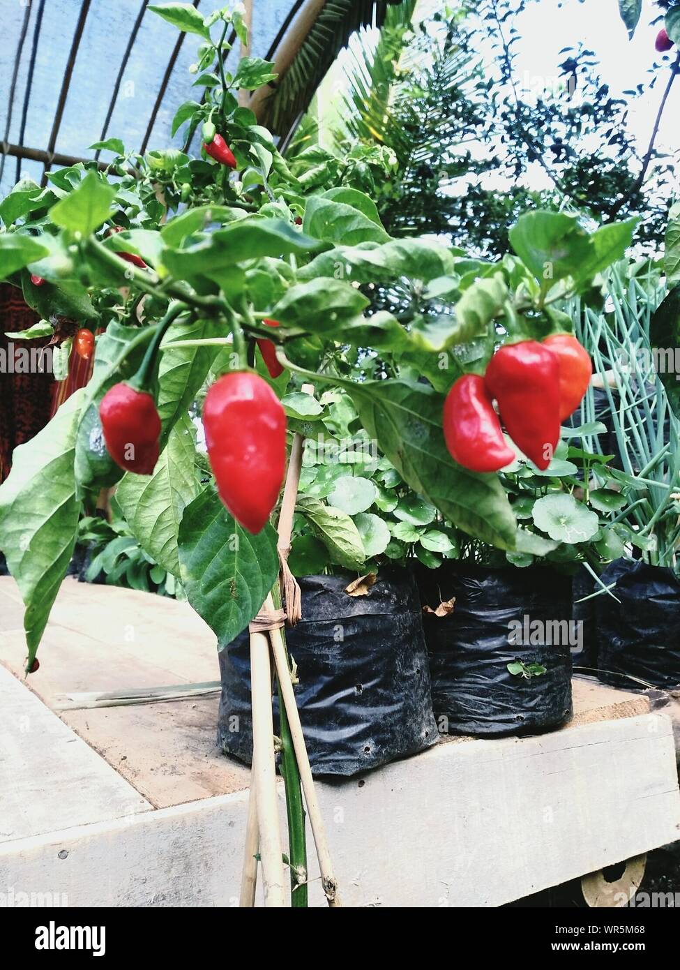 Peppers growing in greenhouse hires stock photography and images Alamy