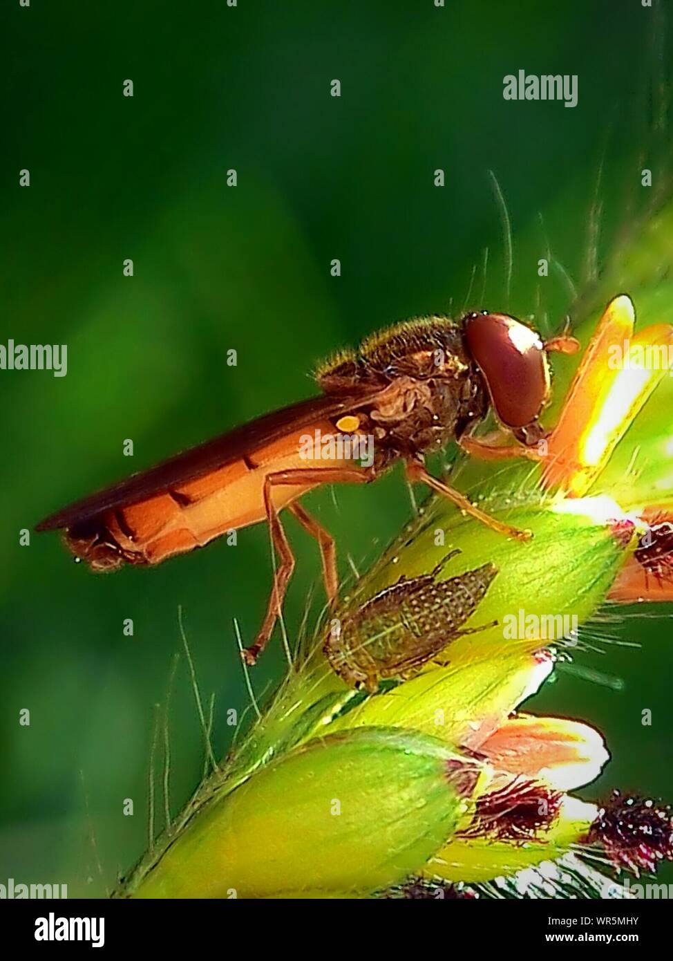 Insects new life hi-res stock photography and images - Alamy