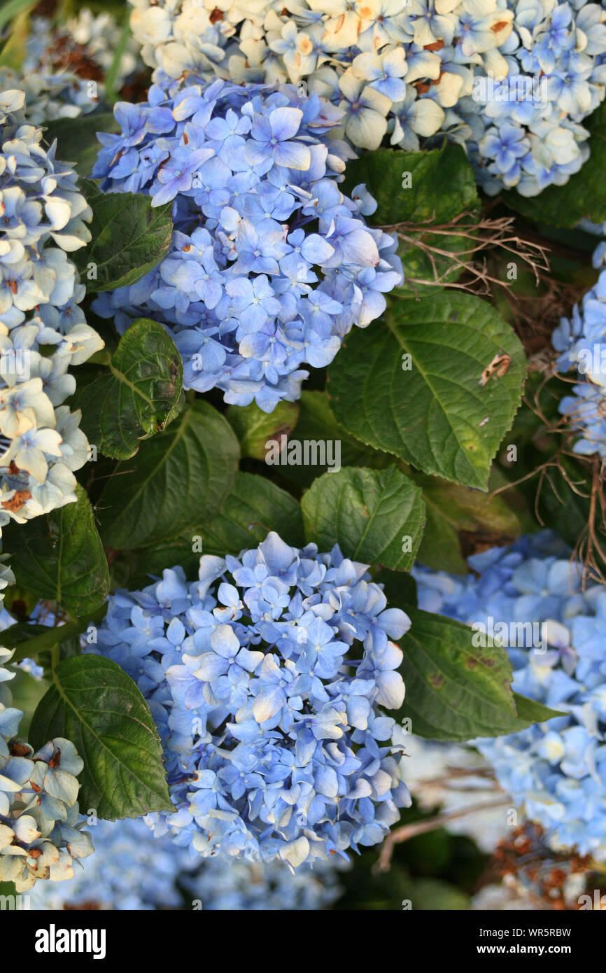 Hydrangea plant, South Africa Stock Photo Alamy
