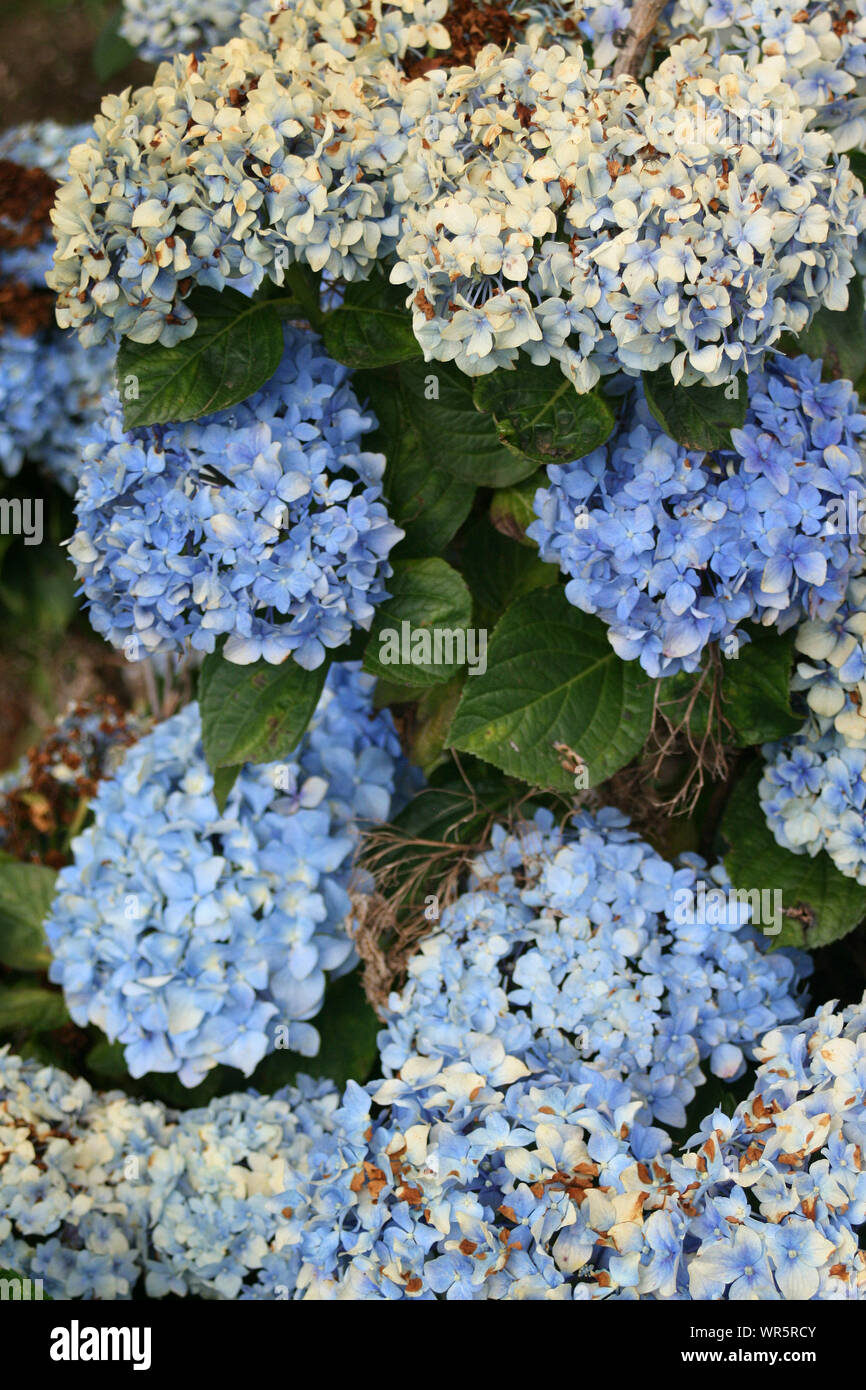 Hydrangea plant, South Africa Stock Photo Alamy