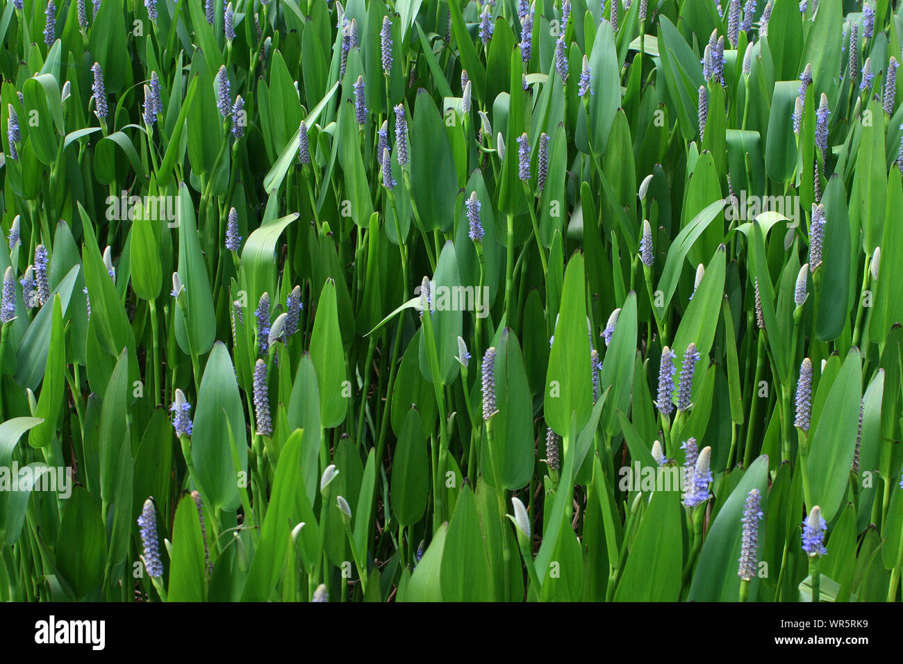 Pickerel weed plant, South Africa Stock Photo