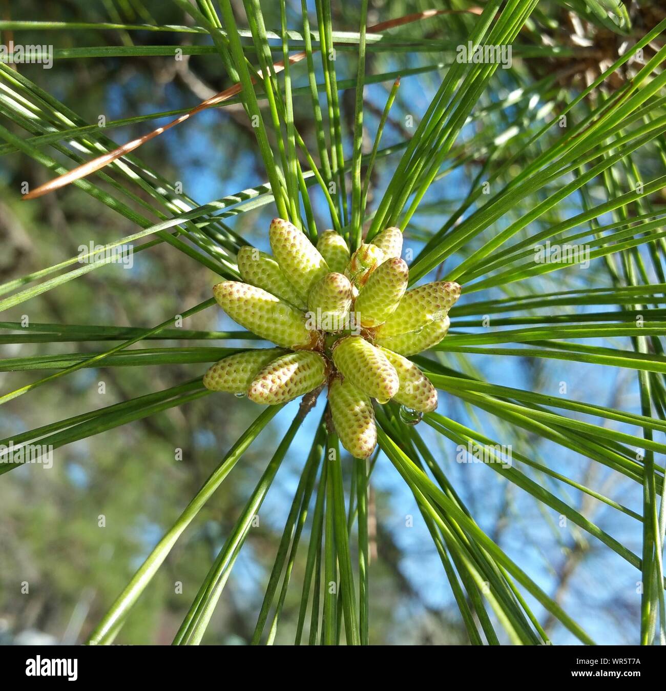 Pine Pollen High Resolution Stock Photography and Images - Alamy