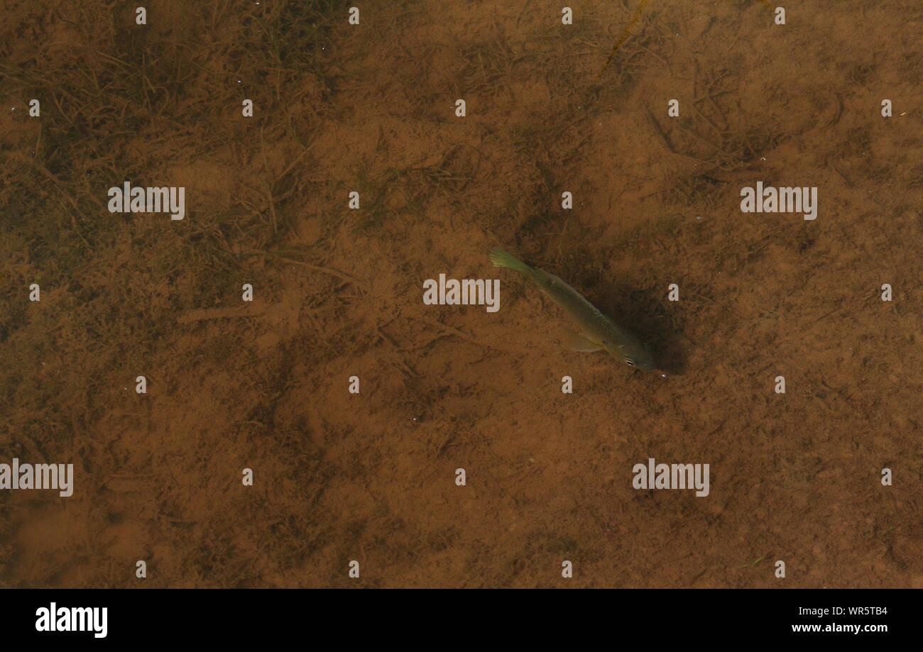 Fish swimming in pond, Drakensberg, South Africa Stock Photo Alamy