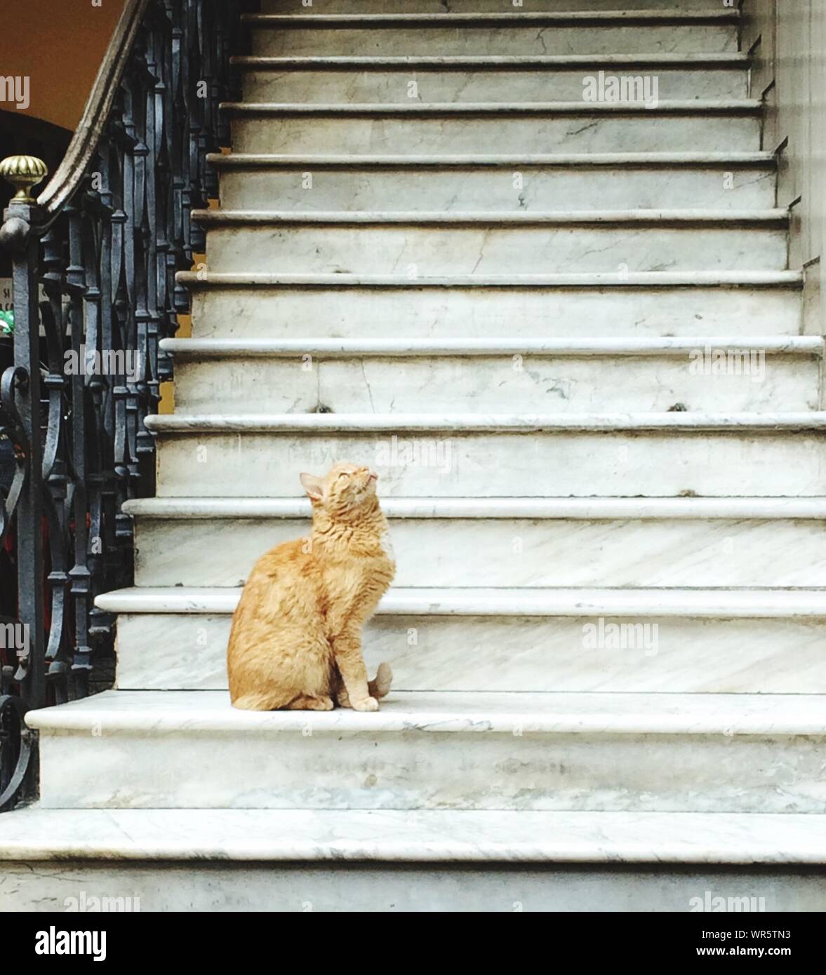 Cat Sitting On Staircase Stock Photo Alamy