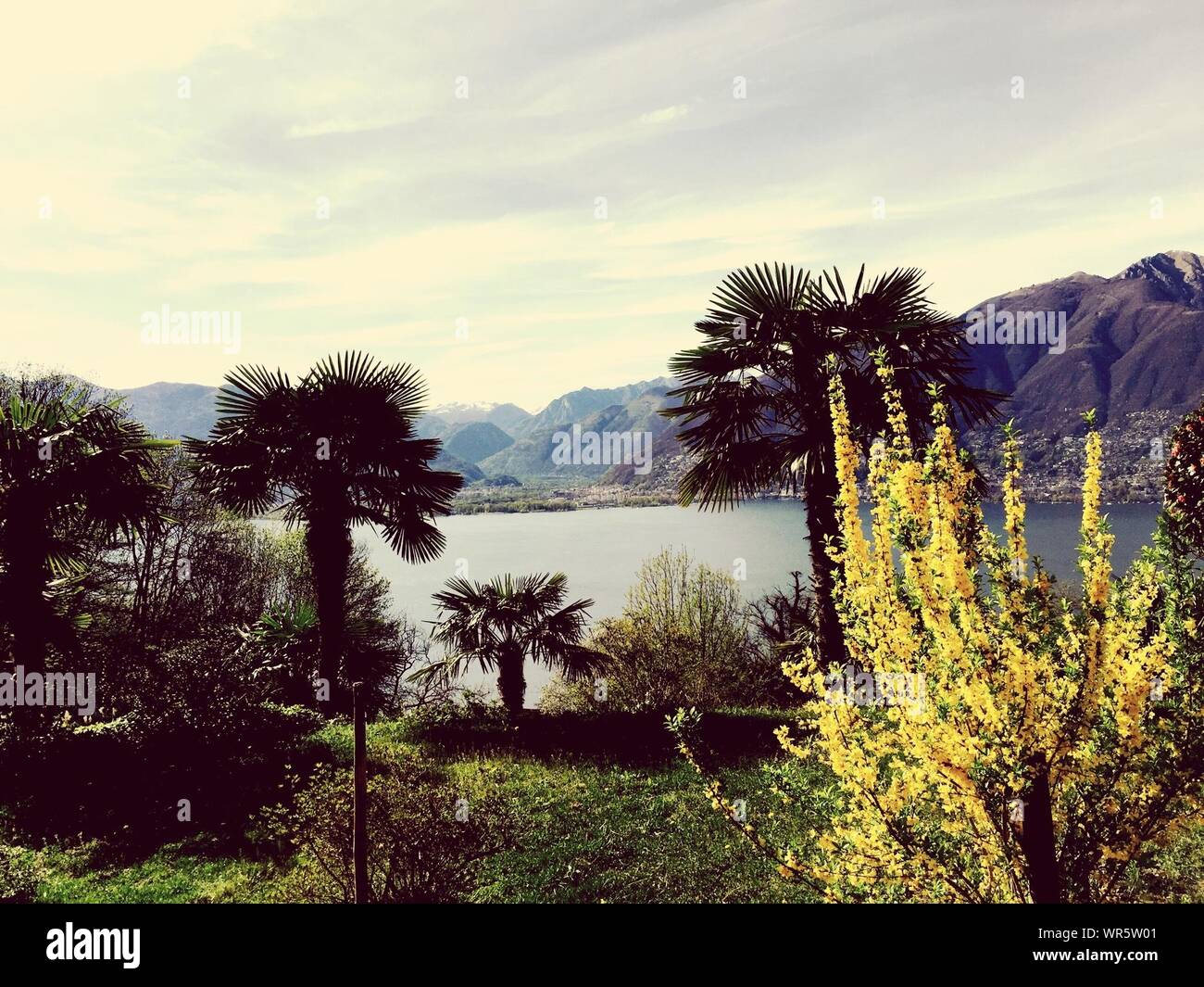Lake palm trees mountain hi-res stock photography and images - Alamy