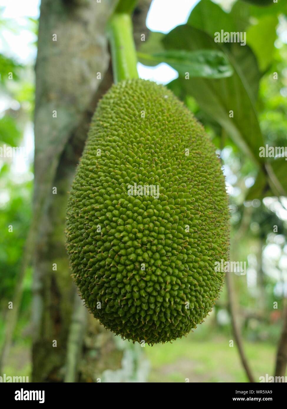 Jackfruit growing on tree in hires stock photography and images Alamy