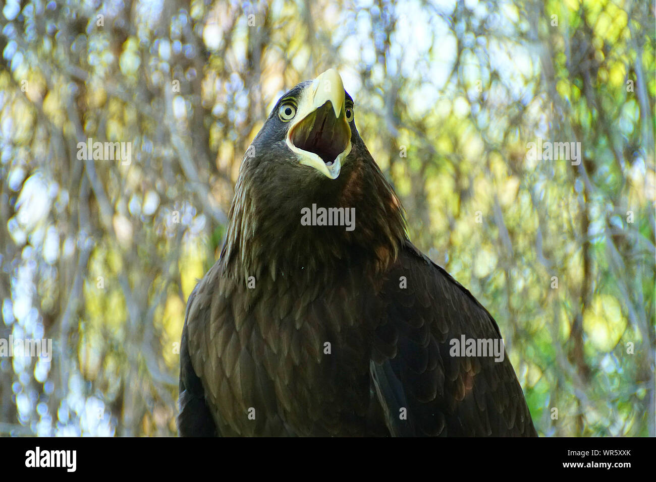 Bird Squawking Stock Photos & Bird Squawking Stock Images Alamy