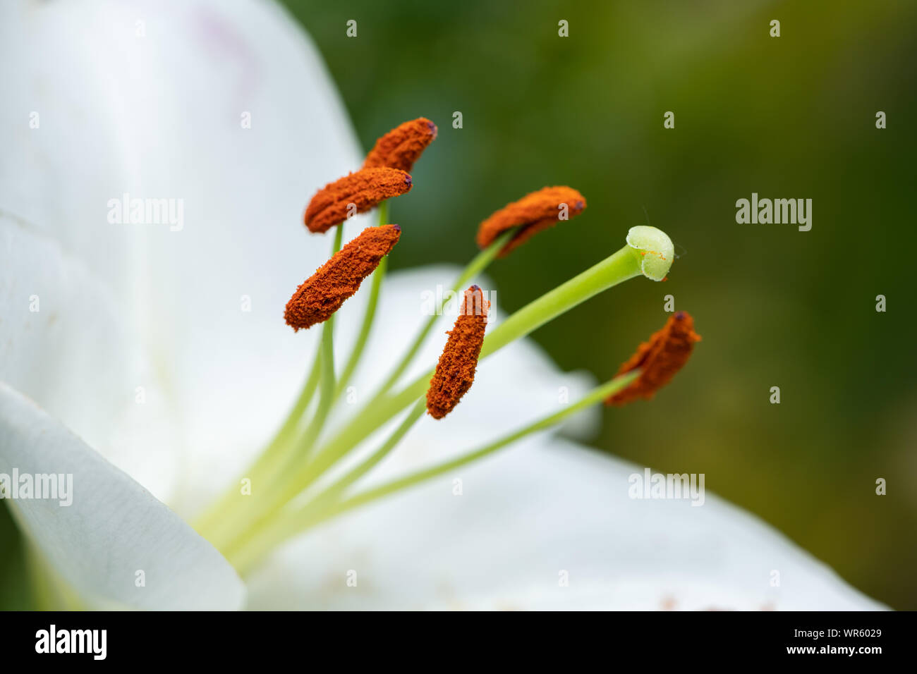 Closeup of a blossom of a big white tiger lily in summer Stock Photo
