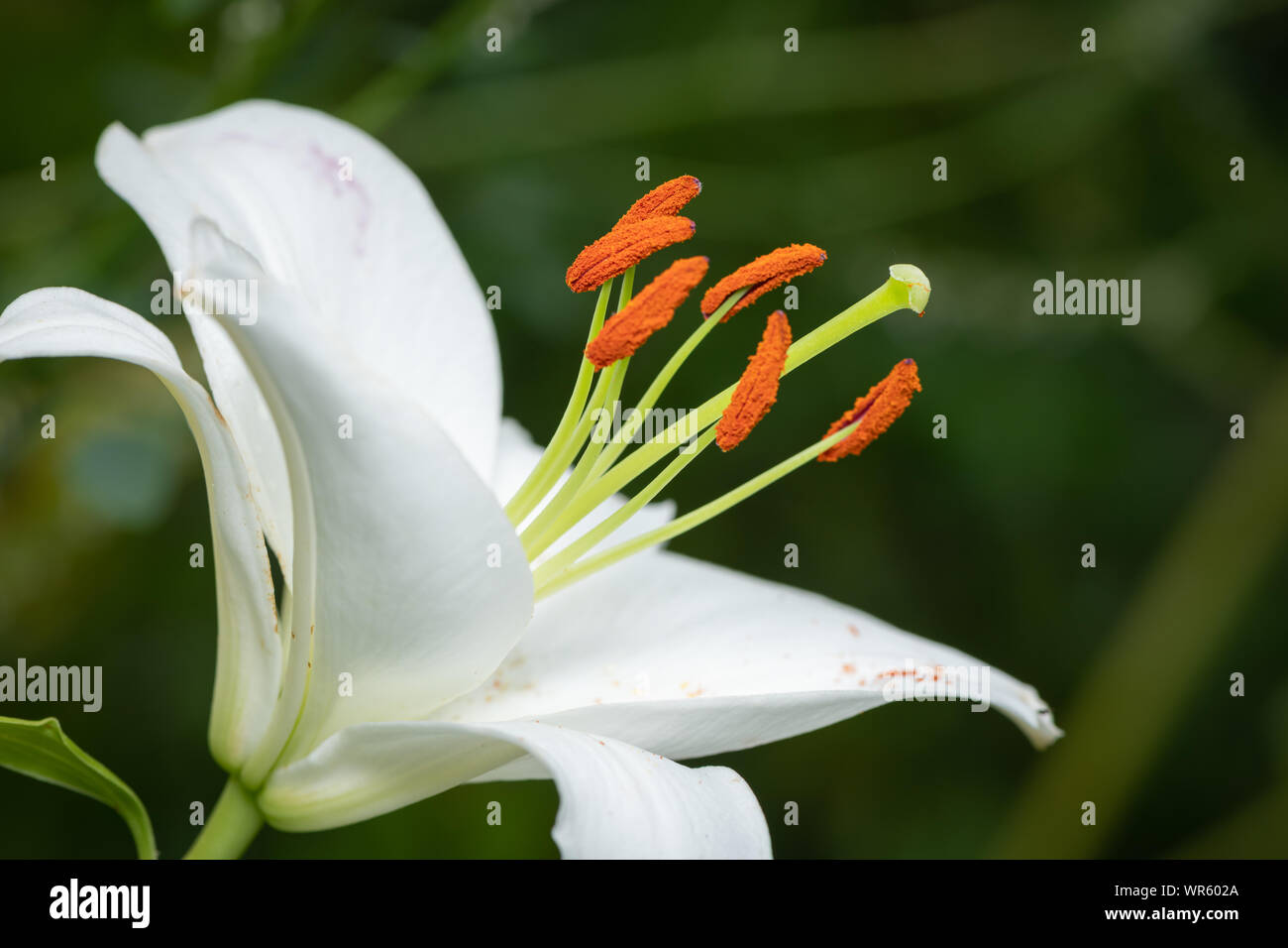 Closeup of a blossom of a big white tiger lily in summer Stock Photo