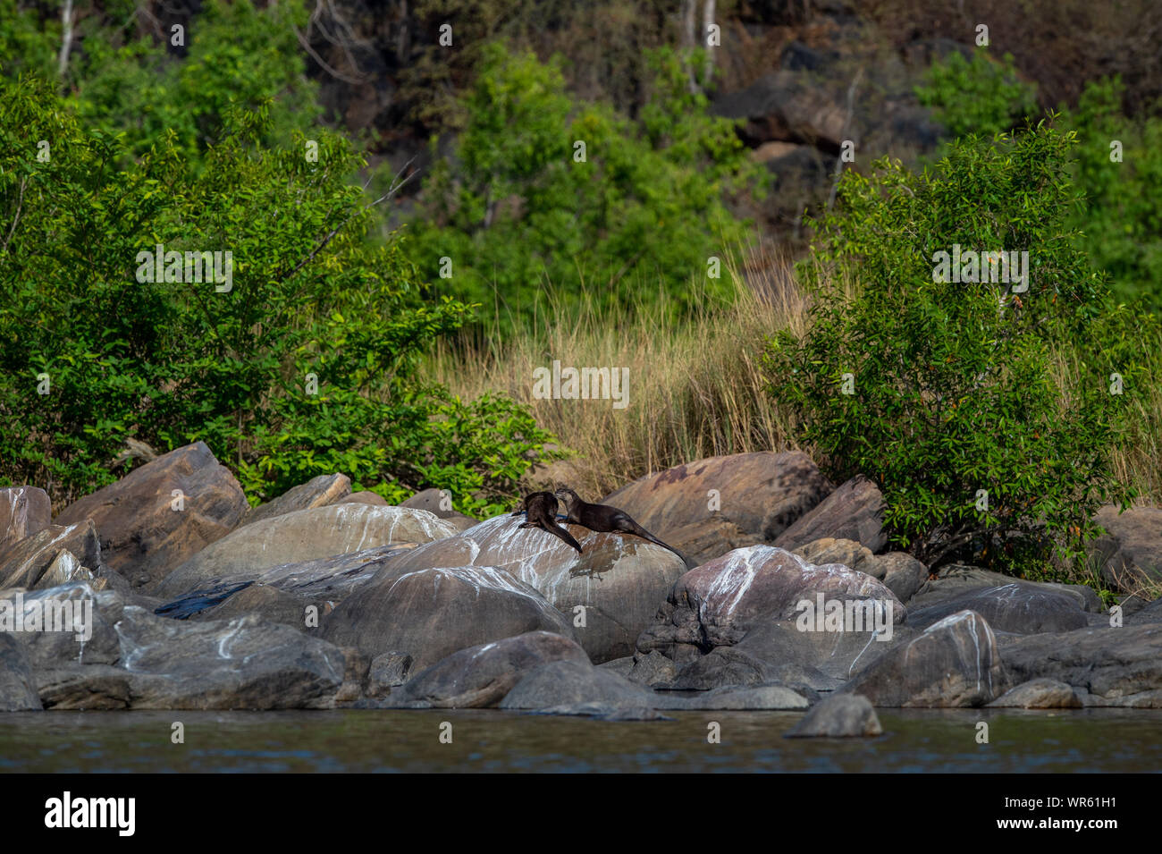 Chambal river Smooth coated otter Lutrogale pers or Lutrogale perspicillata family pups are playing in morning light on rock at chambal river, kota Stock Photo