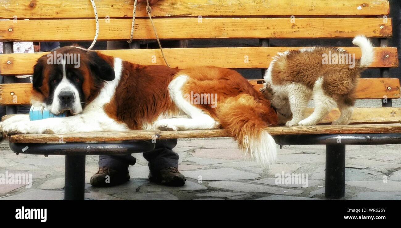 Saint Bernard Dogs Stock Photos Saint Bernard Dogs Stock Images