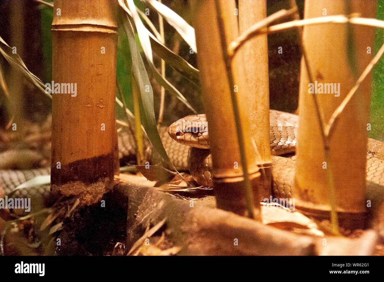 Bamboo snake hires stock photography and images Alamy