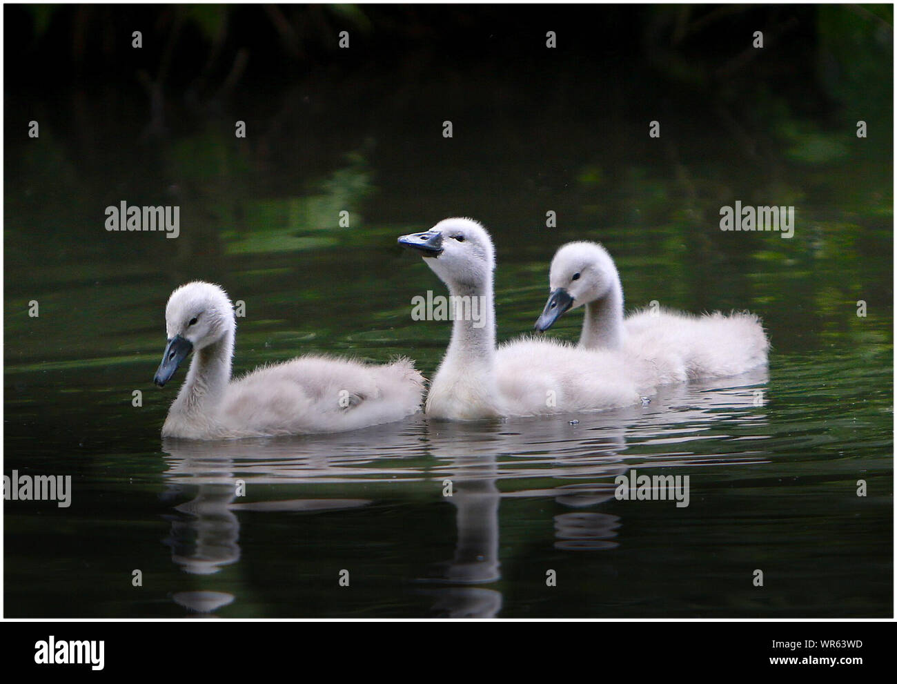 lake Cut Out Stock Images & Pictures Alamy