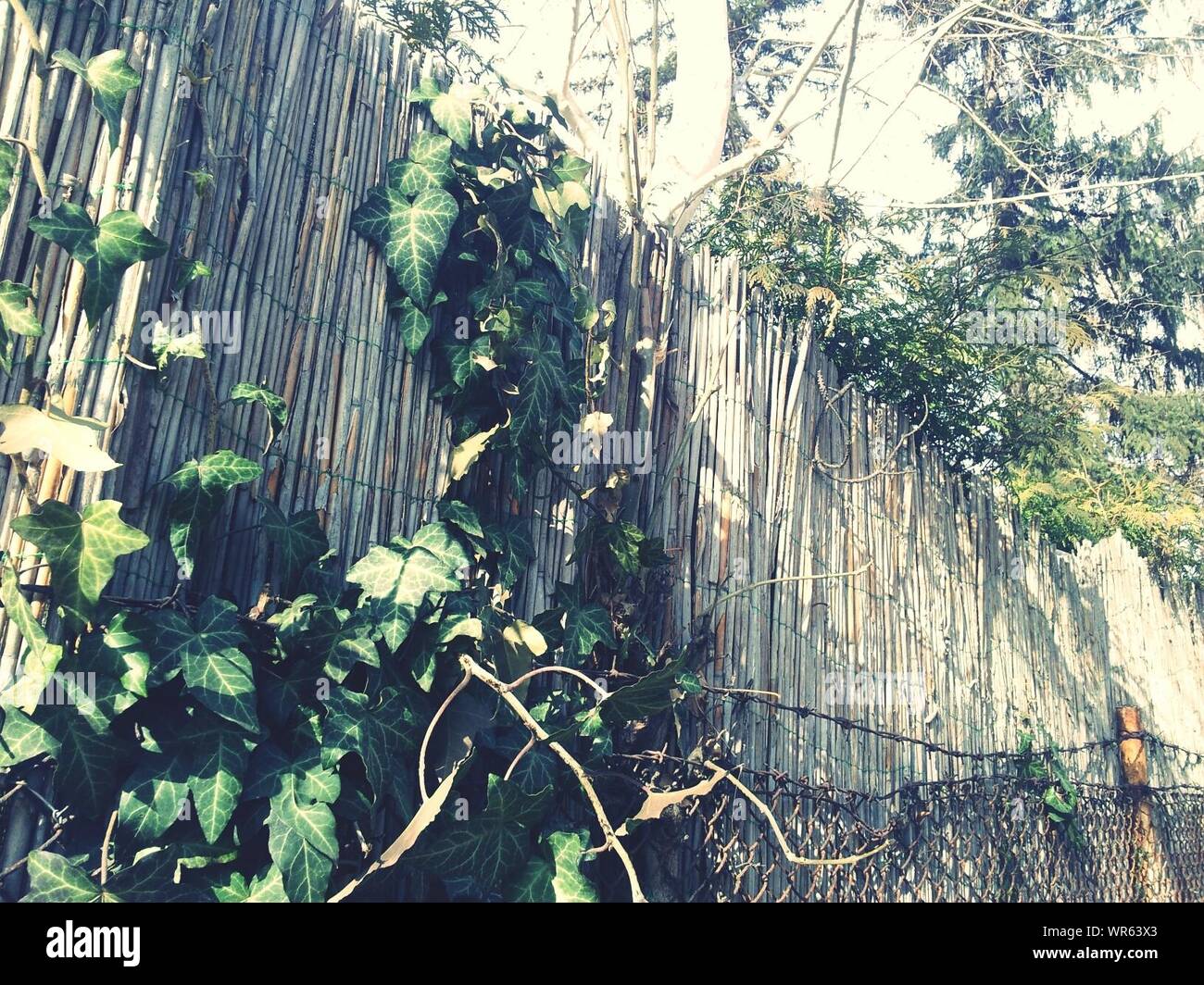 Tree growing wire fence hi-res stock photography and images - Alamy