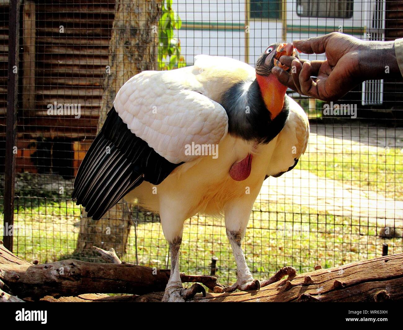 Biting in finger hires stock photography and images Alamy