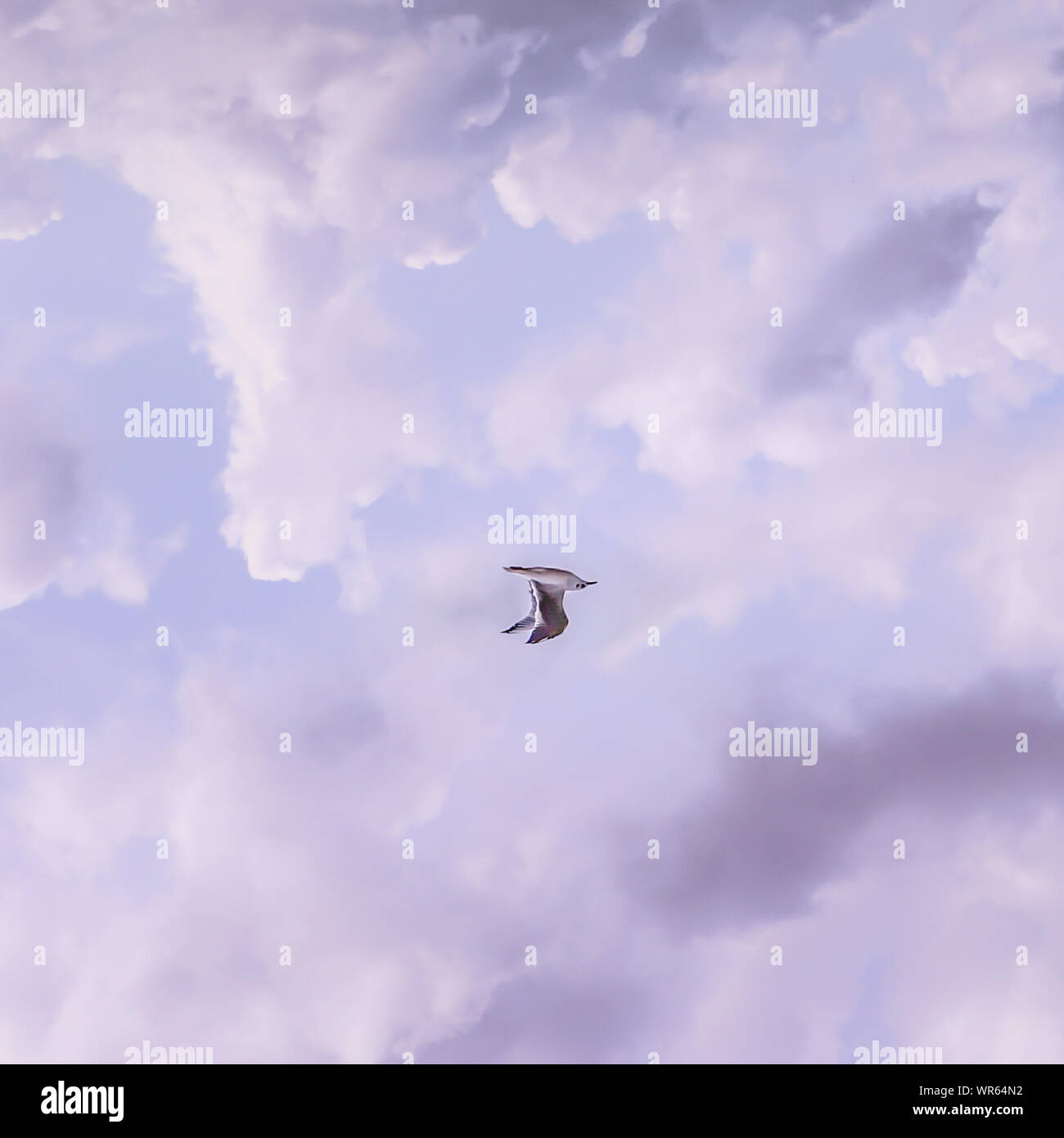 Flying Upside Down High Resolution Stock Photography and Images - Alamy