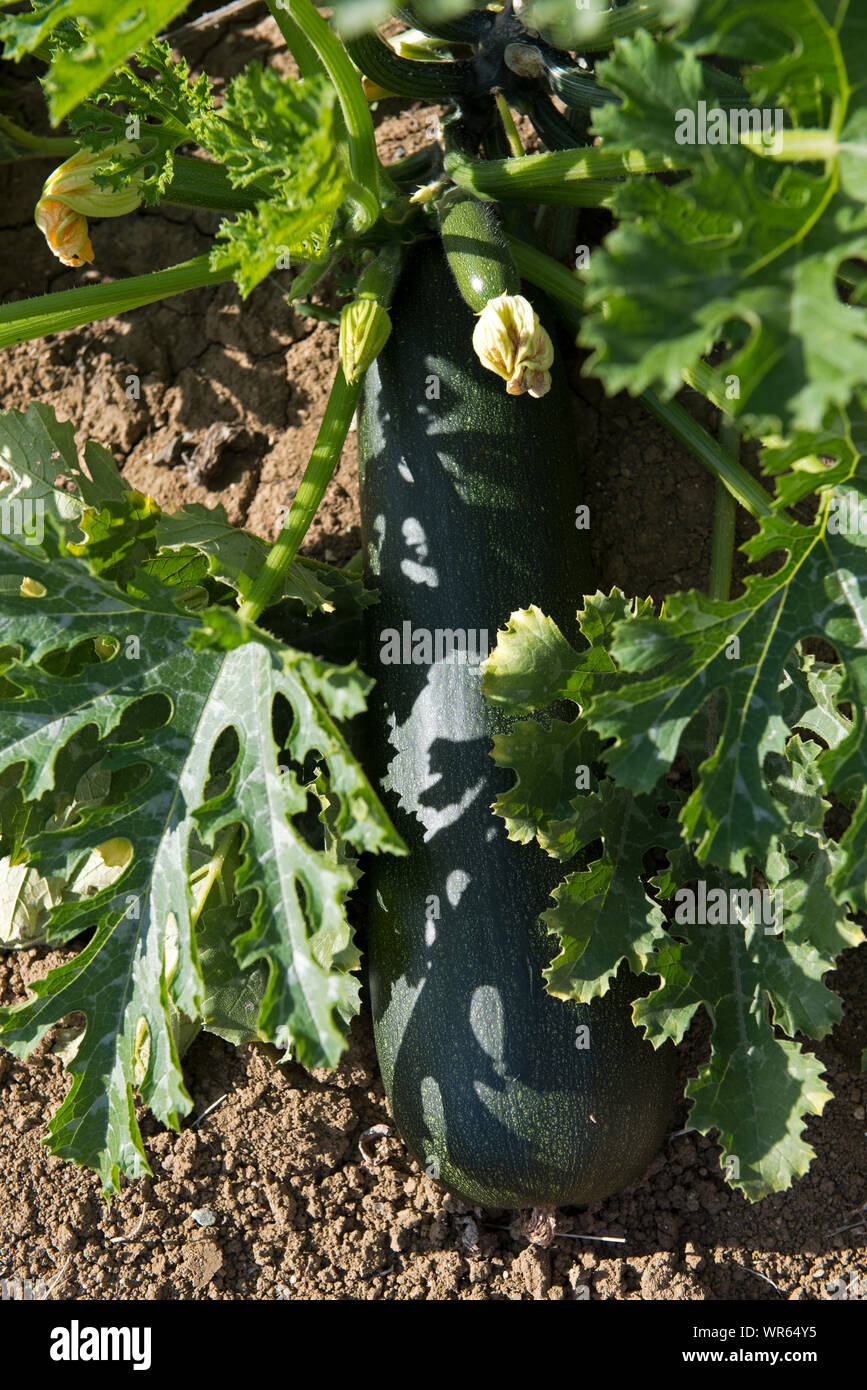 Courgette, fruit and flower (Cucurbita pepo); France Stock Photo Alamy