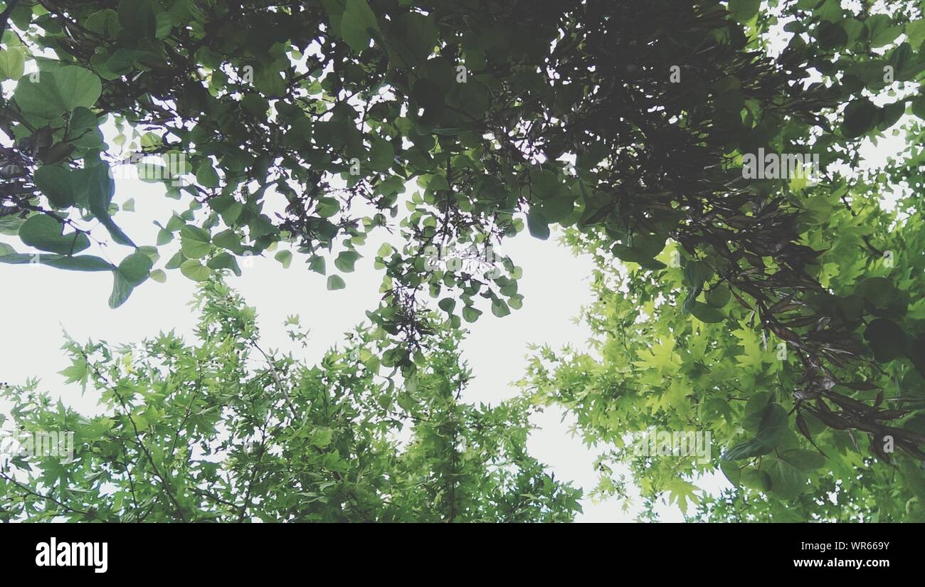Green Tree Canopies Stock Photo