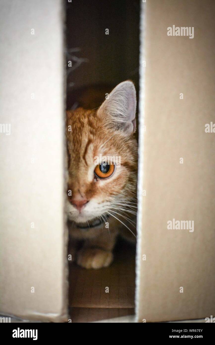 Ginger Cat Hiding Stock Photo Alamy