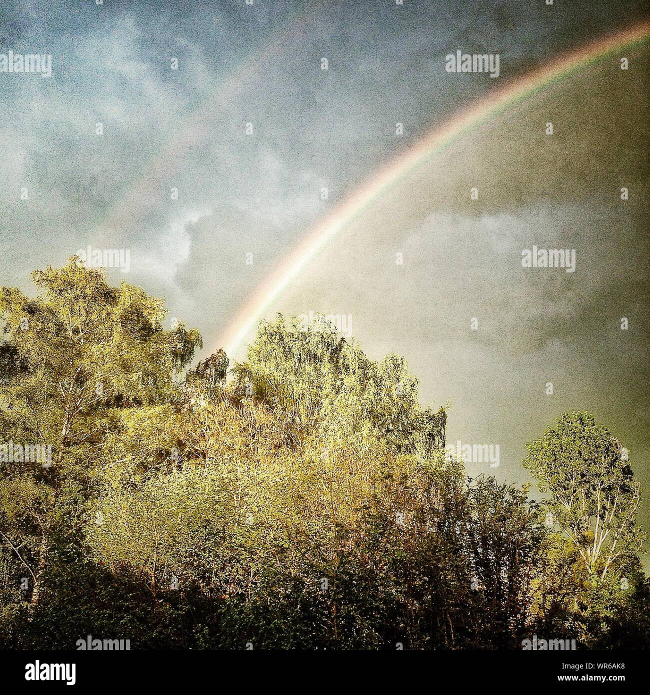 Rainbow Over Summer Trees Stock Photo