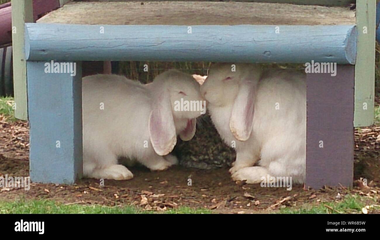 Hiding under the bench hires stock photography and images Alamy