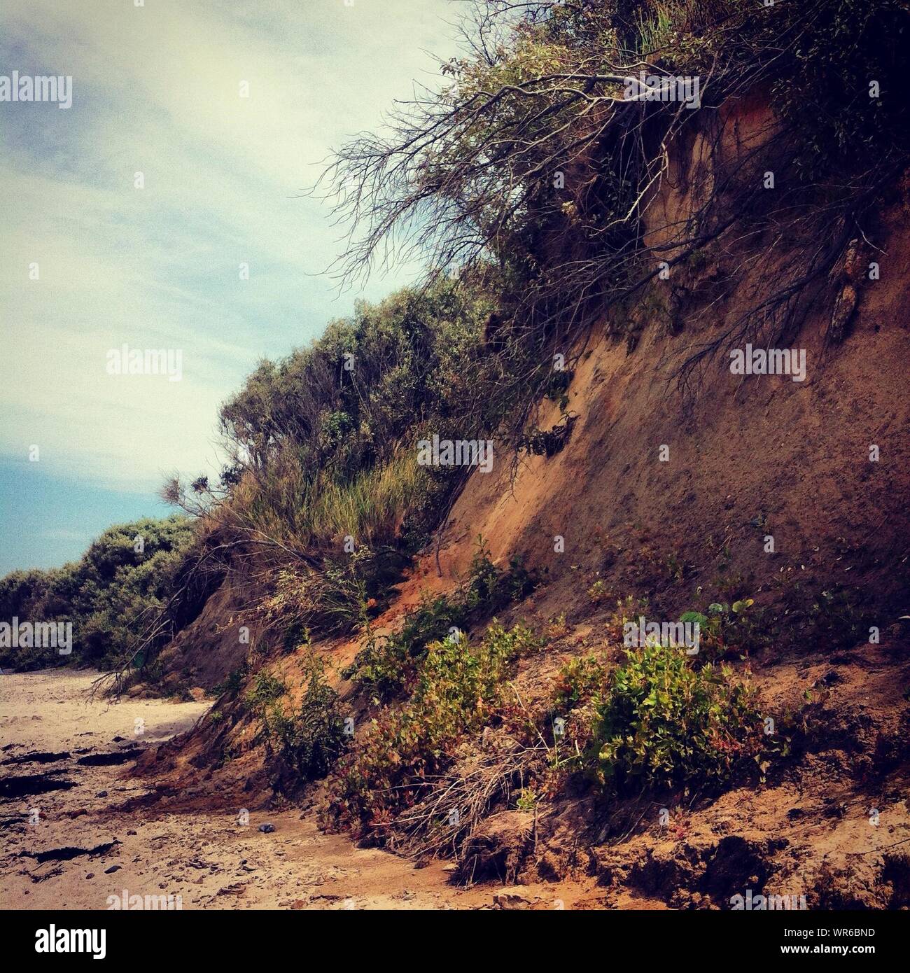 Plants Growing On Cliff High Resolution Stock Photography and Images