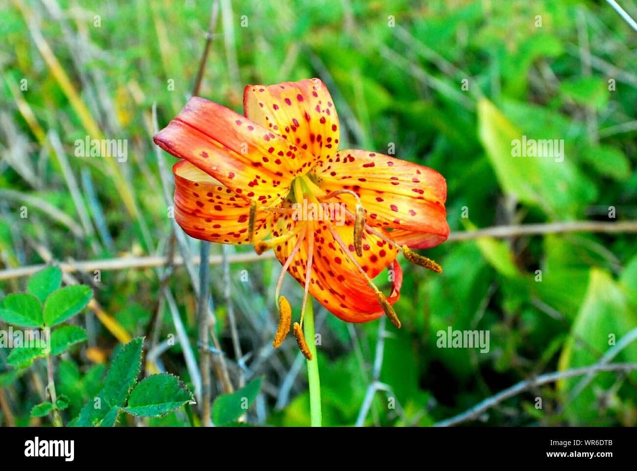 Orange Spotted Lily Blooming Outdoors Stock Photo - Alamy