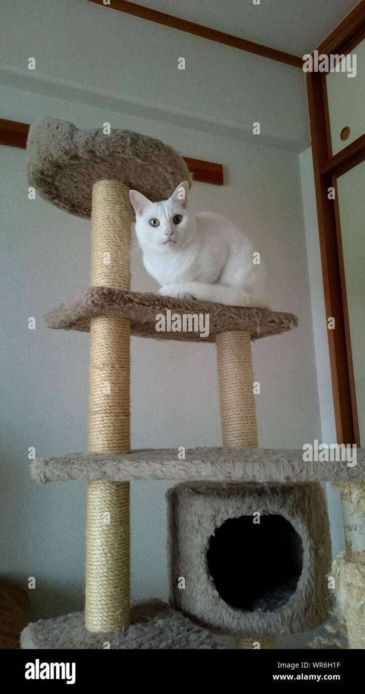 angled scratching post