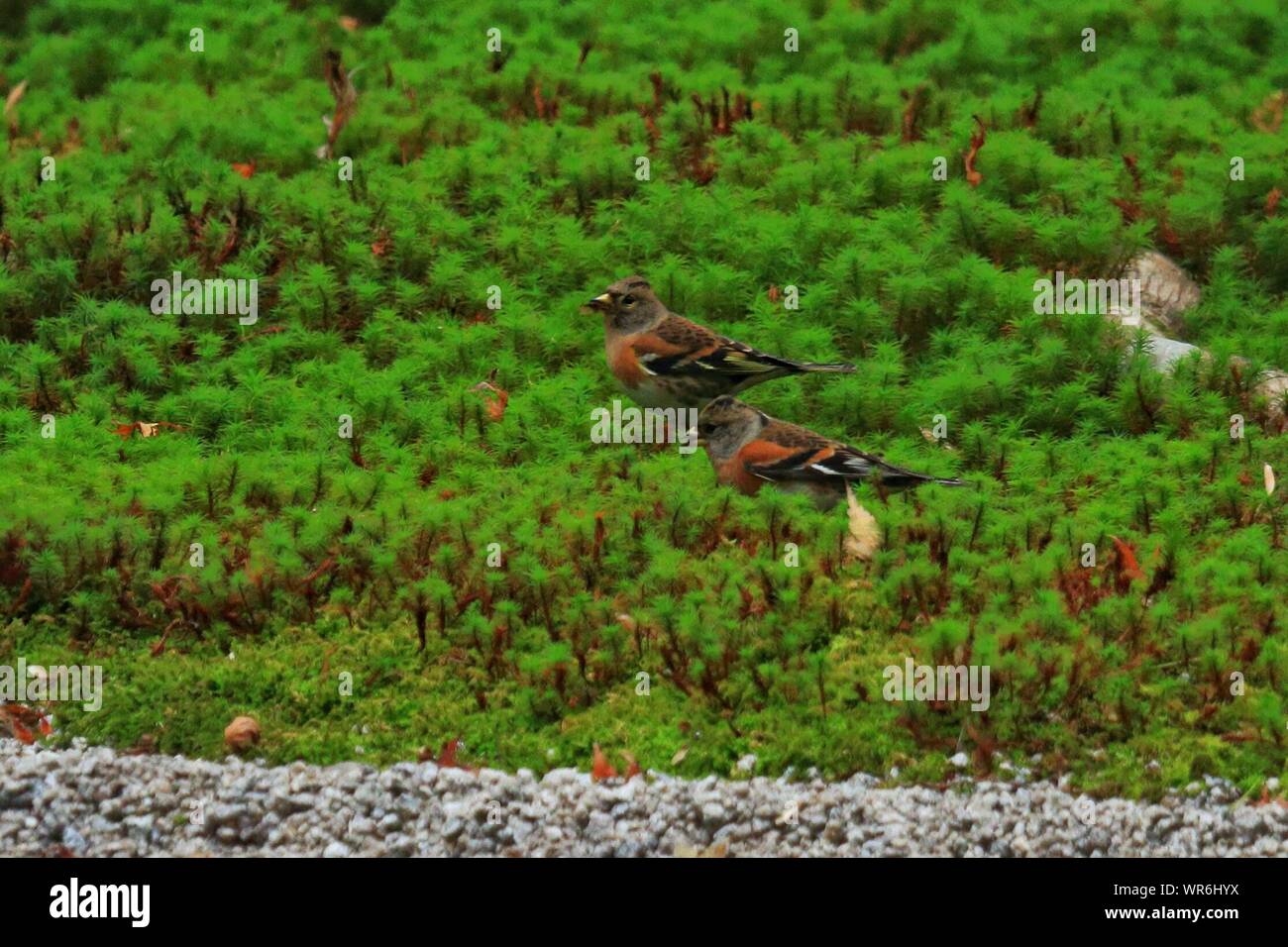 High Angle View Of Birds On Green Moss At Japanese Garden Stock Photo