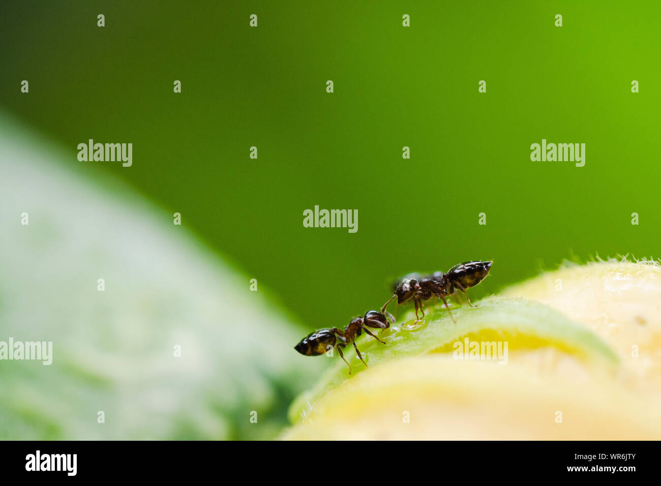 Close up of ants looking for food with green background Stock Photo