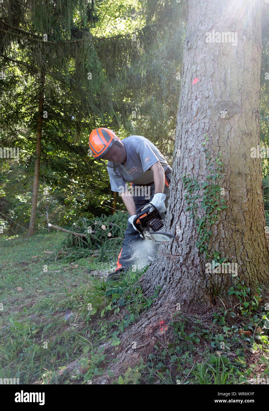 Logger Cutting Tree High Resolution Stock Photography and Images Alamy