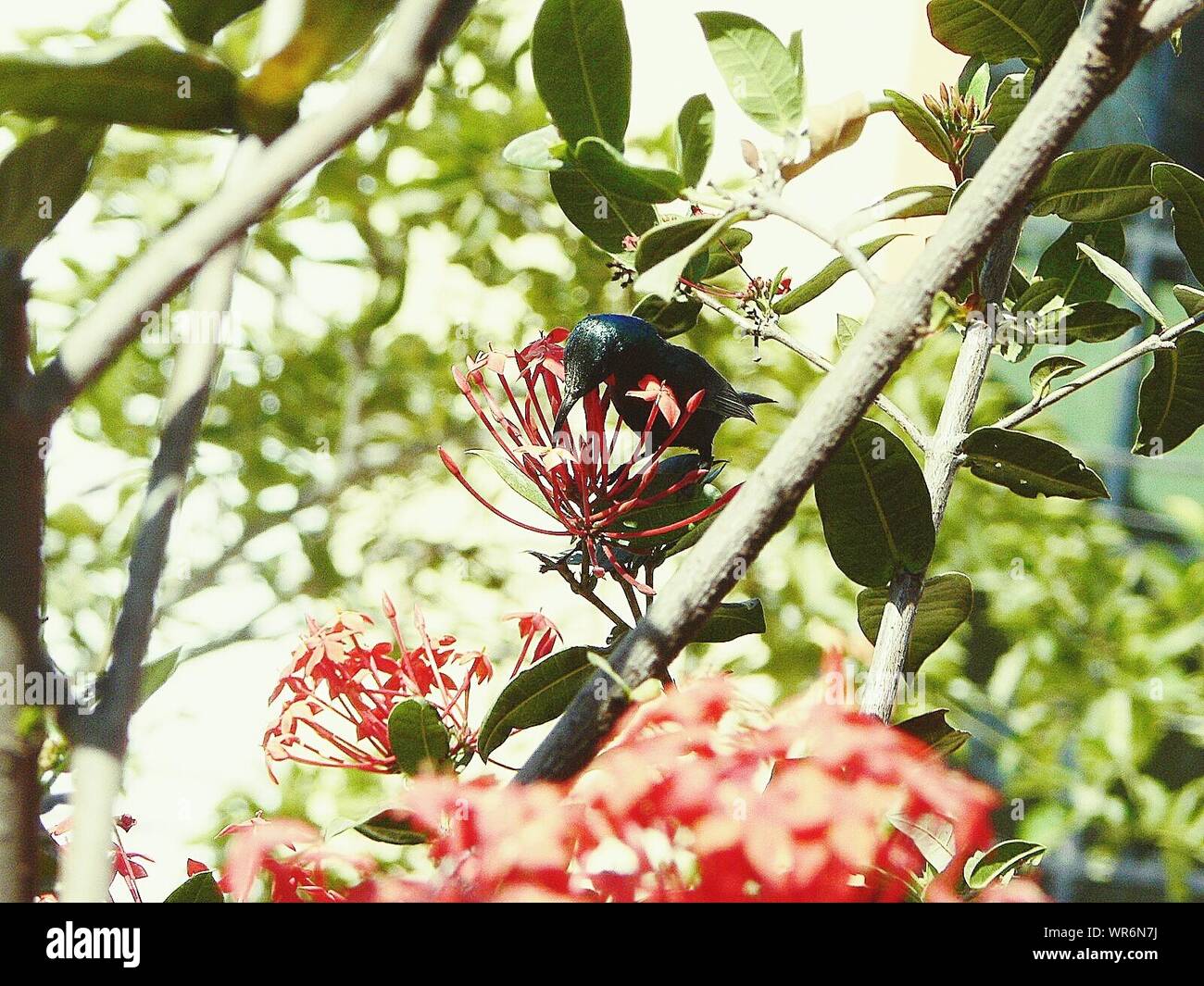 Close-up Of Bird Collecting Nectar From Flowers Stock Photo