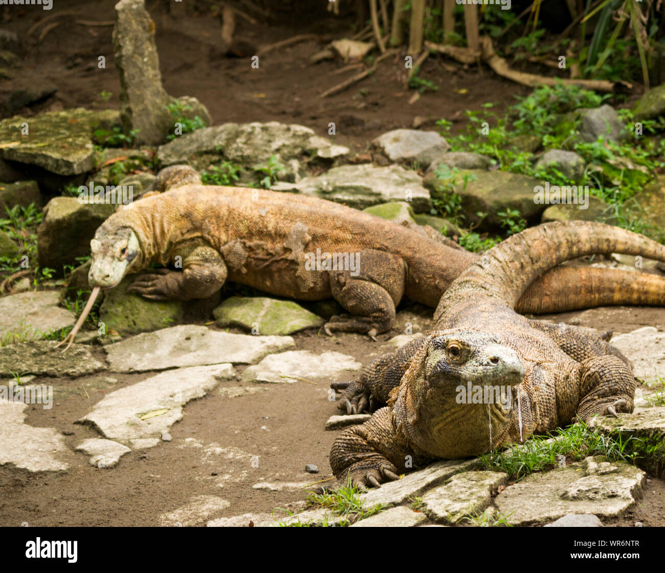 Komodo Monitor lizard, Gembira Loka Zoo, Yogya, Java, Indonesia Stock Photo