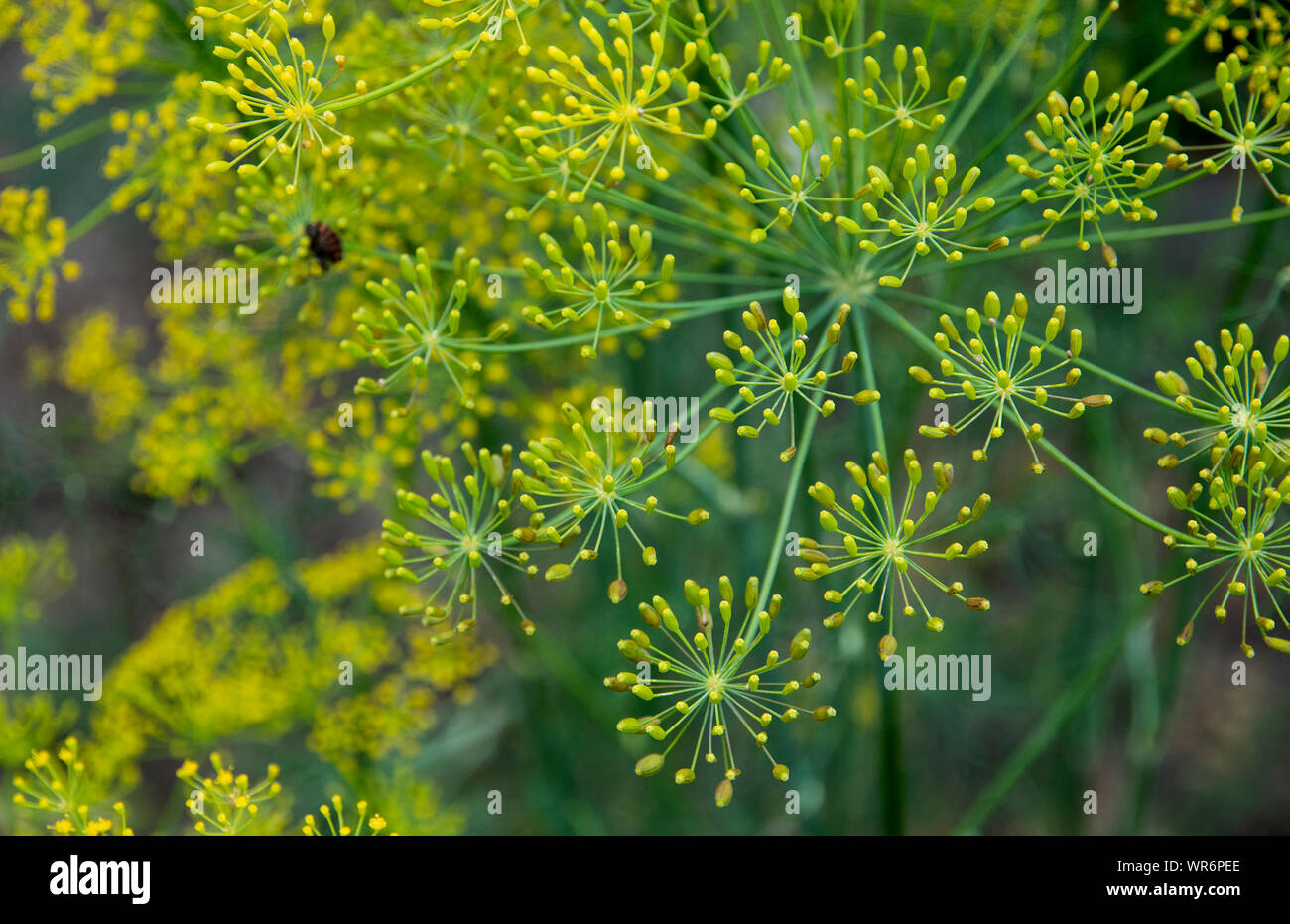 Dill flowers hires stock photography and images Alamy