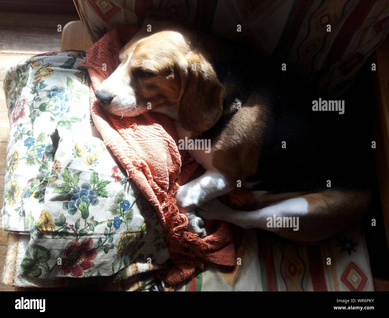 Beagle dog house hires stock photography and images Alamy