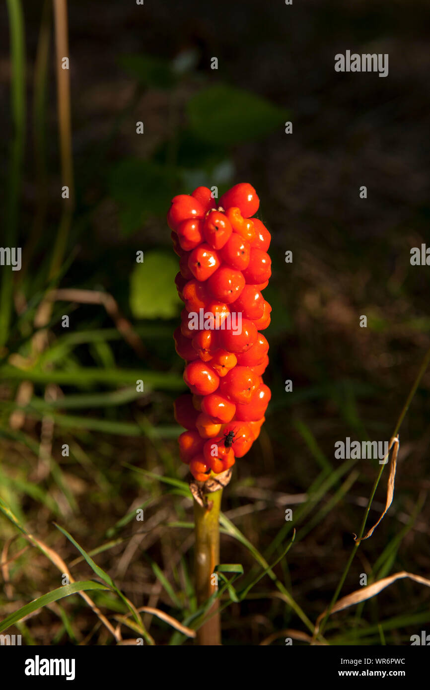 Seed Head Of The Arum Lily In The Nature Reserve De Manteling Near Domburg On Walcheren Zeeland Netherlands Fruchtstand Des Aronstab Im Naturschut Stock Photo Alamy