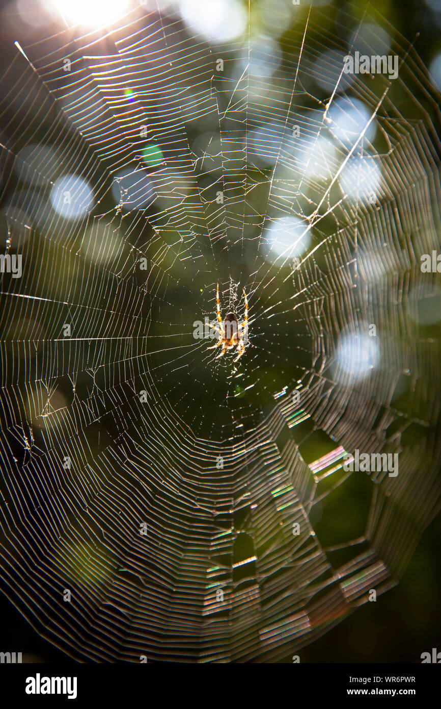 spiders web with Araneus spider in the nature reserve de Manteling near Domburg on the peninsula Walcheren, Zeeland, Netherlands.  Kreuzspinne im Netz Stock Photo