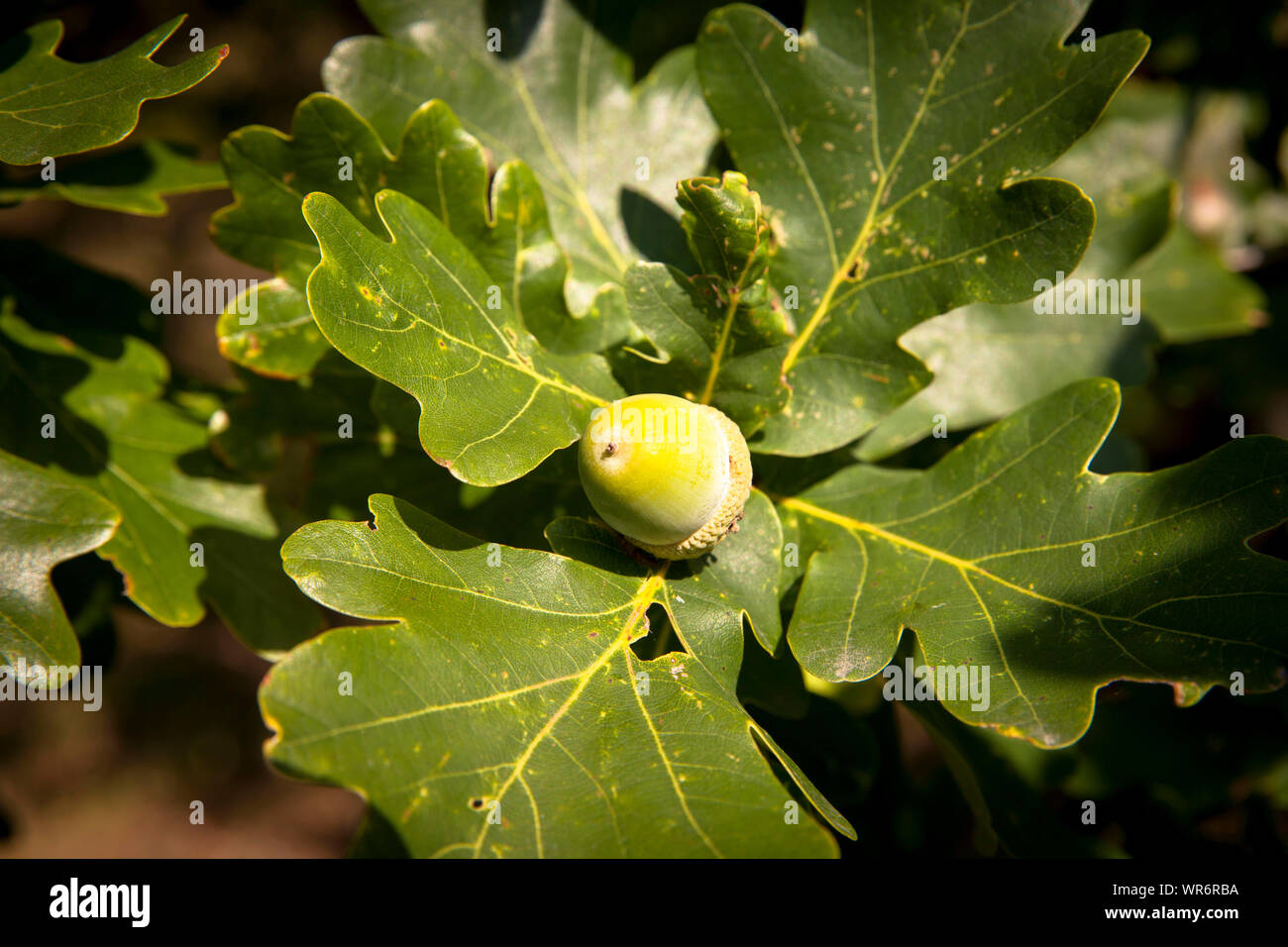 acorn on an oak tree in the nature reserve de Manteling near Oostkapelle on Walcheren, Zeeland, Netherlands.  Eichel an einer Eiche im Naturschutzgebi Stock Photo