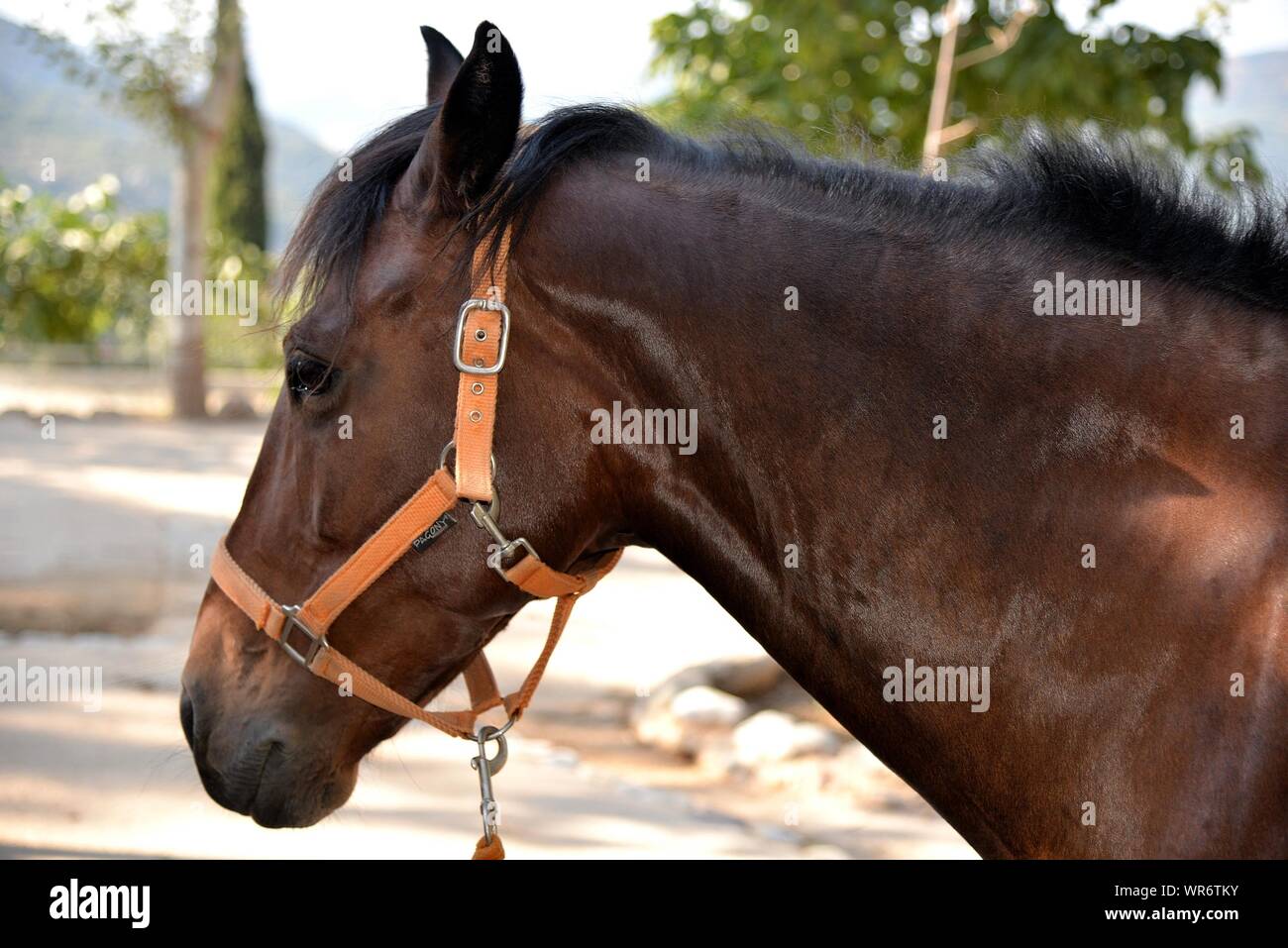 Wearing Harness High Resolution Stock Photography and Images - Alamy