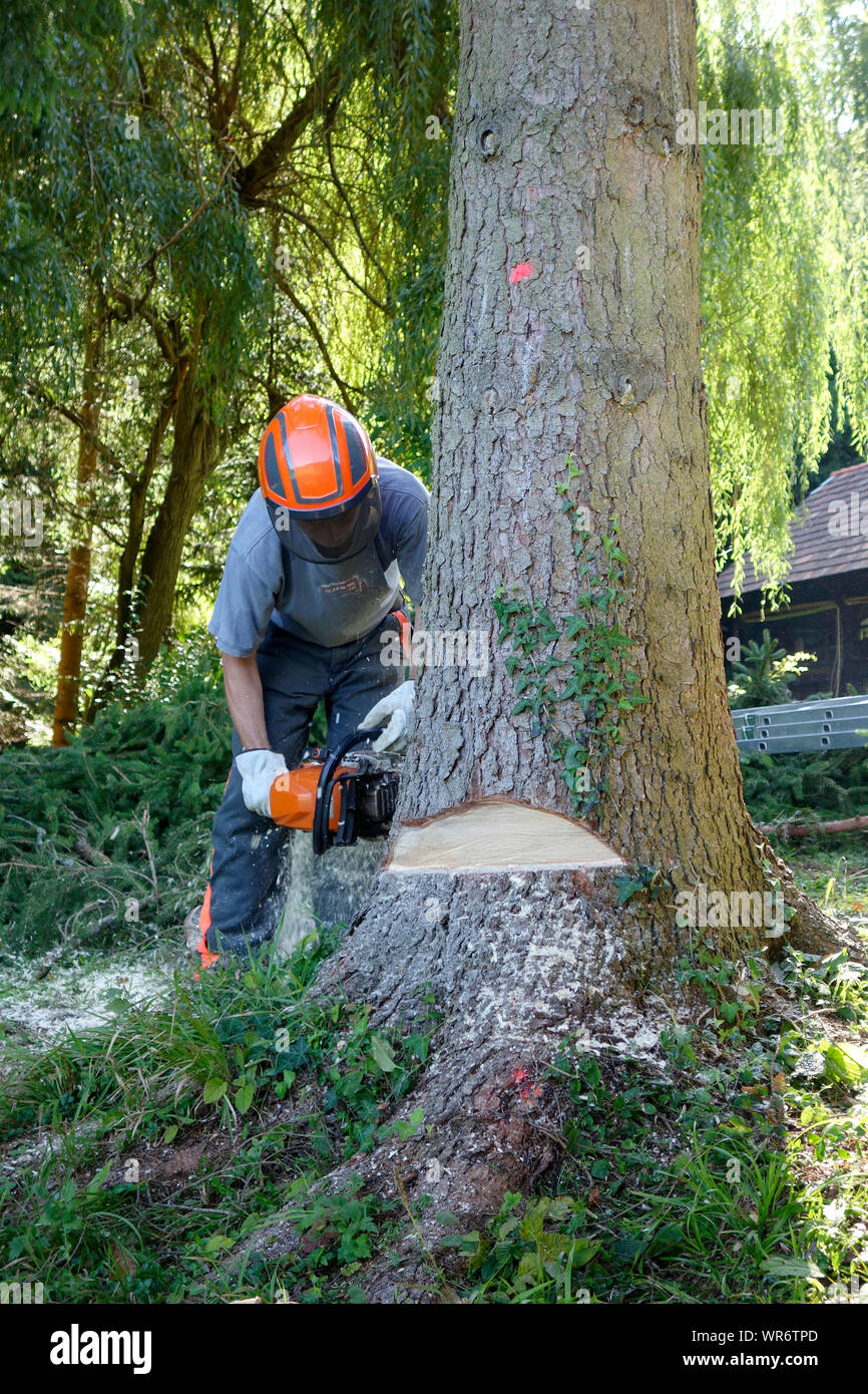 Chainsaw opeater cuts down a tree with notch or "face cut" for "hinge