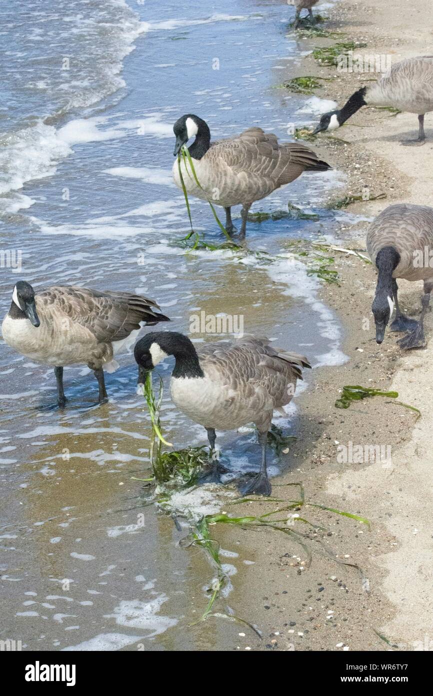 what animals eat seaweed