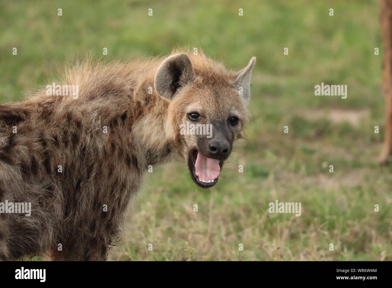 Spotted hyena (crocuta crocuta) stretching and yawning, Masai Mara