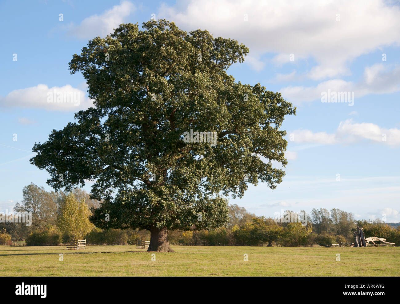 Oak Tree in Autumn Stock Photo - Alamy