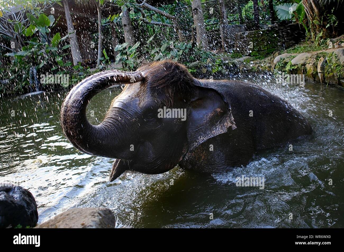 Elephant Playing With Water Stock Photo