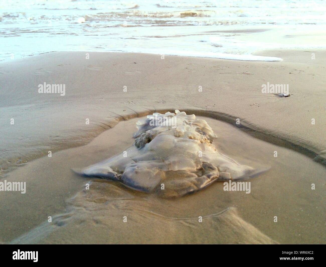 Dead Cannonball Jellyfish At Shore Stock Photo Alamy