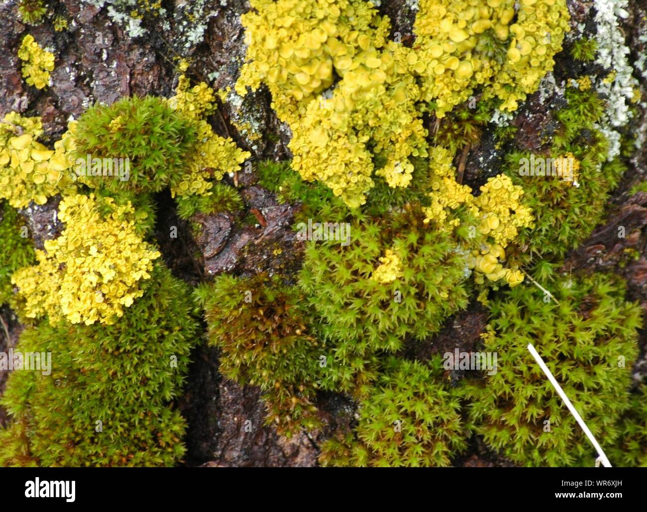 Tree bark fungus hires stock photography and images Alamy