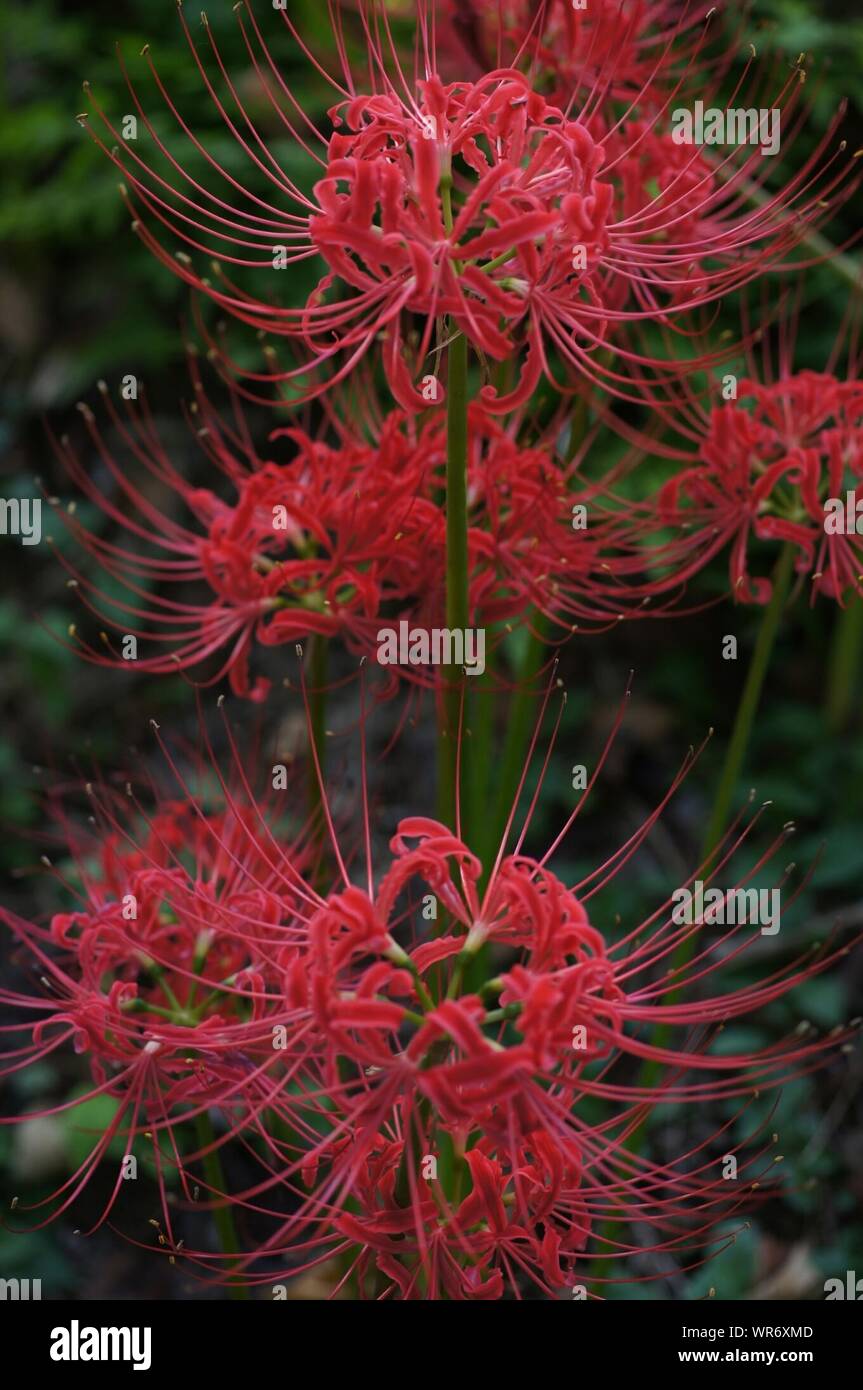 Cluster Amaryllis Hi Res Stock Photography And Images Alamy