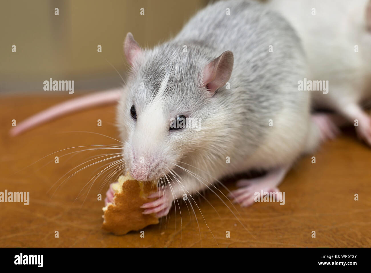 Можно ли крысам редиску. Крысы жрут хлеб.